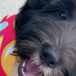 Sheepadoodle Puppies from Riley Grace Puppies