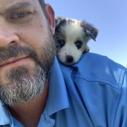 Australian Shepherd, Miniature American Shepherd, Miniature Australian Shepherd, and Toy Australian Shepherd Puppies from Painted Blue Aussies