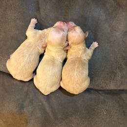 Dachshund puppies from Little e Dachshunds