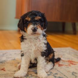 Aussiedoodle Puppies from Amos and Oak Doodles