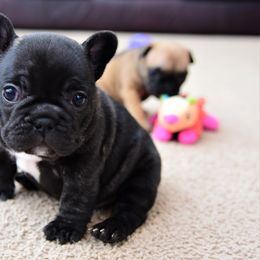 French Bulldog Puppies from Bullish Pride