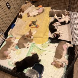 Pembroke Welsh Corgi Puppies from TM Livestock & Corgis