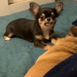 Chihuahuas from Taylor’s Tots