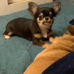 Chihuahuas from Taylor’s Tots