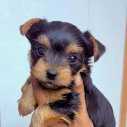 Twix - Black and tan female Yorkshire Terrier puppy in Louisburg, North Carolina from Nell’s Adorable Yorkshire’s