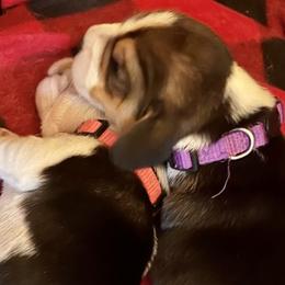 Girl 1 - Red black and white Beagle puppy in Woodstock, Georgia from Penny Lane Beagles and AKC and Champion bloodline