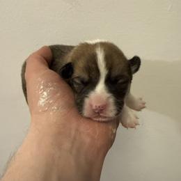 Blue - Red male Pembroke Welsh Corgi puppy in New York, New York from Ad Astra NYC