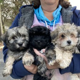 Havanese Puppies from Homefull of Havanese