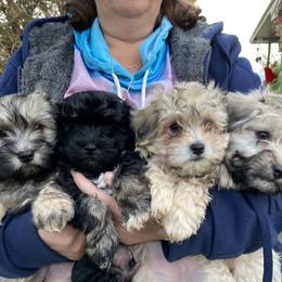 Havanese Puppies from Homefull of Havanese
