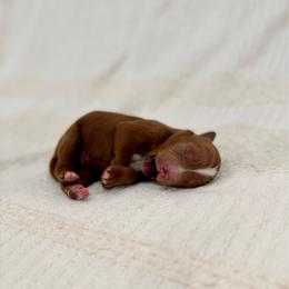 Reese's - Red  male Goldendoodle puppy in Rio Linda, California from Plush Doodles