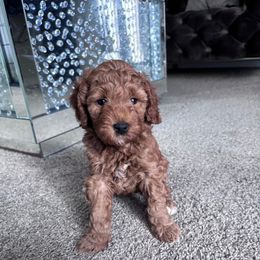 Willow - Red  female Goldendoodle puppy in Fort Myers, Florida from Gandy’s Tails of Joy