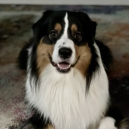 Malachi - Australian Shepherd