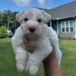 Light Wheaton female - Wheaten female Miniature Schnauzer puppy in Boaz, Alabama from Sweet Home Schnauzers