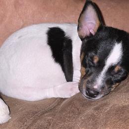 Clifford - Black and white male Teddy Roosevelt Terrier puppy in Williamston, North Carolina from MOONSHINE TERRIERS