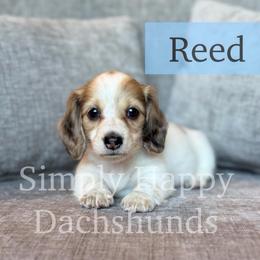 Cream Dapple Piebald - Pet Only CKC - Reed - Dapple male Dachshund puppy in Pauls Valley, Oklahoma from Simply Happy Dachshunds