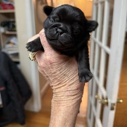BLACK GIRL 2 - Black female Pug puppy in Saugus, Massachusetts from Pug Puppies of Boston