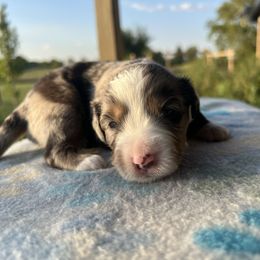 Boy 3 - Blue merle male Miniature Australian Shepherd puppy in Arcadia, Indiana from Sunset Cowgirl Mini Aussies
