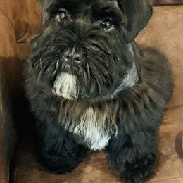 Rebel - Miniature Schnauzer
