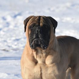 Thomas - Bullmastiff