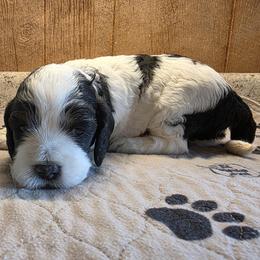 Cleo - Black white and tan female Cockapoo puppy in Cabool, Missouri from Onyx Cave Kennel