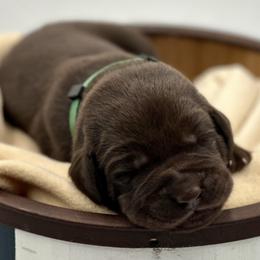 Labrador Retriever Puppies from Southern Heritage Retrievers