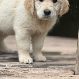Jaws of life - Golden Golden Retriever puppy in Ringgold, Georgia from Southern Belle's Puppies