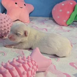 Cagney - White female Maltese puppy in Aurora, Missouri from KnJ Precious Paws LLC