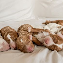 Australian Labradoodle, Goldendoodle, Labradoodle, and Poodle Puppies from Aloha Doodles & Poodles