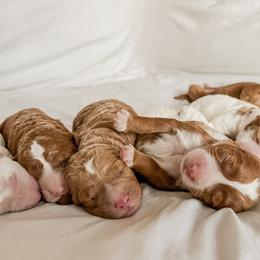 Australian Labradoodle, Goldendoodle, Labradoodle, and Poodle Puppies from Aloha Doodles & Poodles