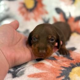 Stefan - Chocolate and tan male Dachshund puppy in Hope, Arkansas from JK Kennel