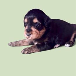 Athena - Blue merle female Aussiedoodle puppy in Norco, California from DLT MiniAussie