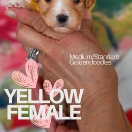 Yellow - Apricot female Goldendoodle puppy in Platteville, Wisconsin from Beck Kennel