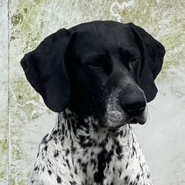 Famous - German Shorthaired Pointer