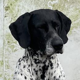 Famous - German Shorthaired Pointer