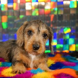 American Corgi, Dachshund, and Pembroke Welsh Corgi Puppies from Shining A Lowriders & Co.