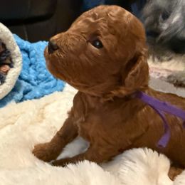 Purple collar - Red female Cavapoo puppy in Wesson, Mississippi from Southern Country Doodles