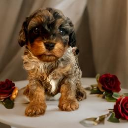 Cavapoo puppies from Colorful-K9'S