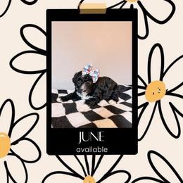 June Light Pink Collar - Black and white female Sheepadoodle puppy in Republic, Missouri from DOOD & Co