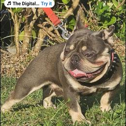 Taz - French Bulldog