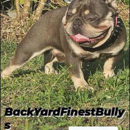 Taz - French Bulldog