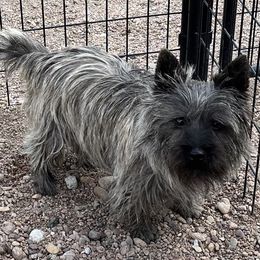 Zeke - Cairn Terrier