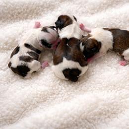 Bella - Tricolor female Shih Tzu puppy in Sebring, Florida from Amarilys ShihTzus & Poodles