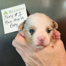Foxy boy 1 - Blue merle and white male American Corgi puppy in Hampton, Tennessee from TC Farms Stock Dogs - Miniature Australian Shepherds
