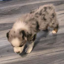 Eve - Blue merle female Miniature Australian Shepherd puppy in Crestline, California from Haugen's Minis