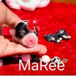 MaRee - Parti female Yorkshire Terrier puppy in Prosper, Texas from DaintyDawlz