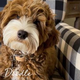 Boots - Goldendoodle
