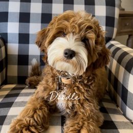 Boots - Goldendoodle