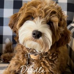 Boots - Goldendoodle