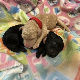 Goldendoodle Puppies from Davis Doodles