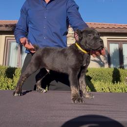 Zeus - Black male Cane Corso puppy in Fontana, California from ThinLine Cane Corso